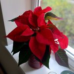 Poinsettia on window sill