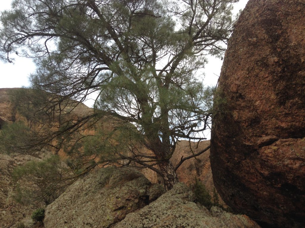 tree growing out of a rock, large boulder on the right side