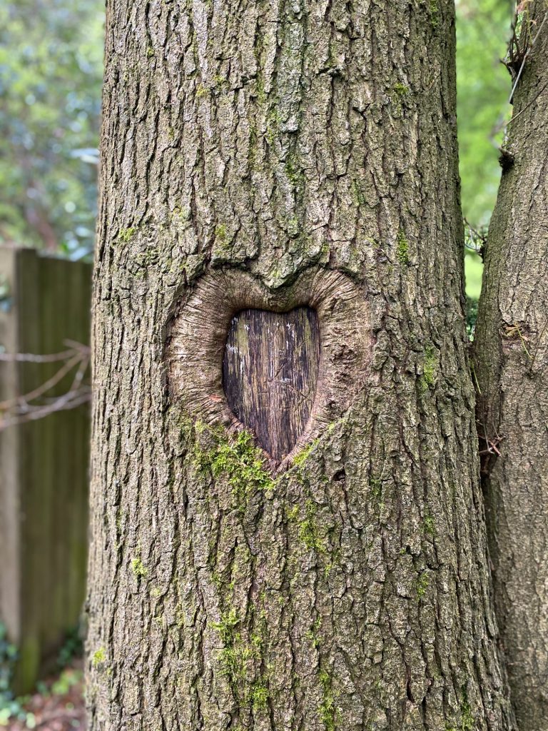 Tree trunk with heart carved into it