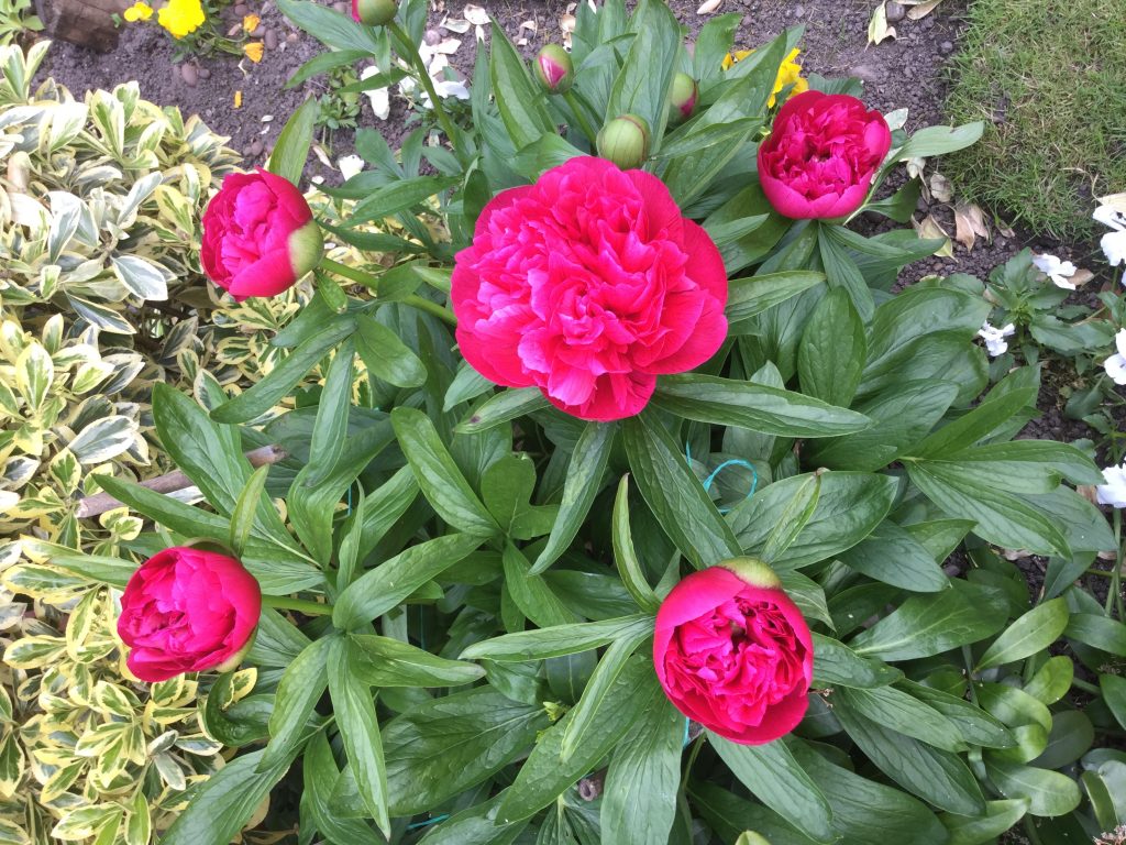 Plant with pink flowers and green leaves