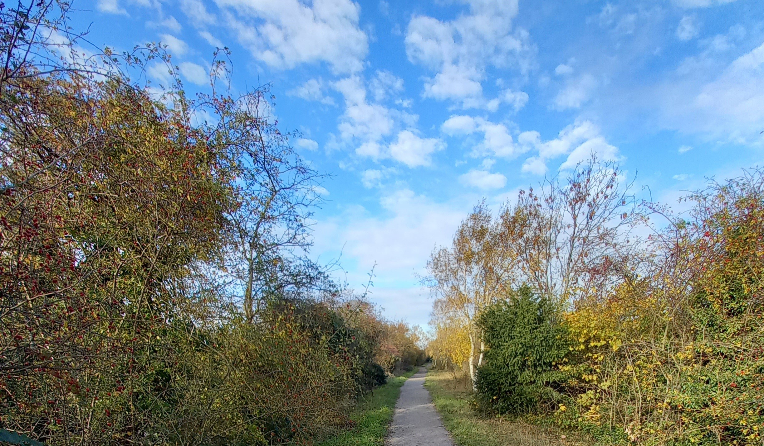 blue sky, clouds, path, trees; image for practicalities