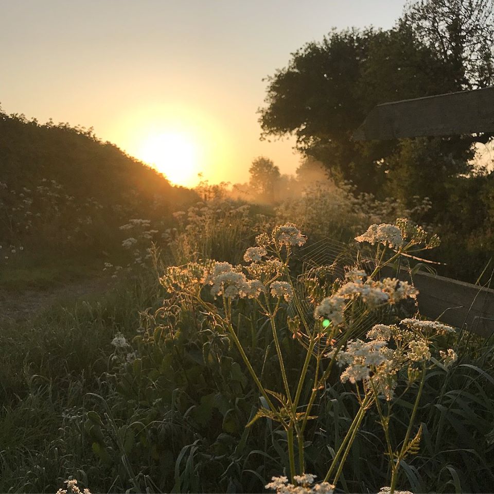 photo of sunset with flowers in foreground trees in background