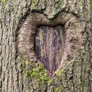 Close up of tree trunk with heart carving