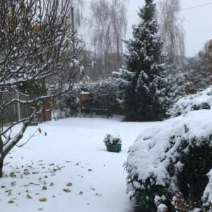 Snow on the ground with trees on the left, a christmas tree in the distance and bushes in the foreground; image for therapy for anxiety