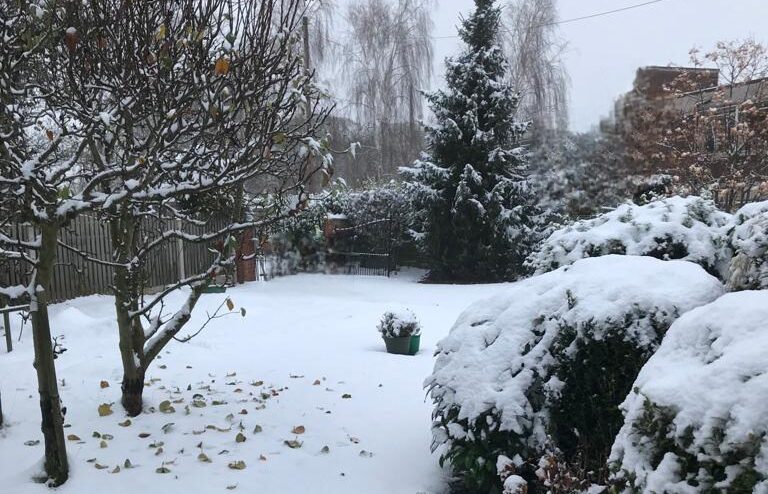 Snow on the ground with trees on the left, a christmas tree in the distance and bushes in the foreground; image for therapy for anxiety