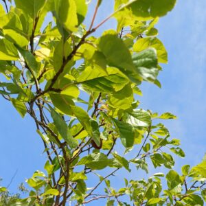photograph of green leaves from a plum tree with blue sky in the background