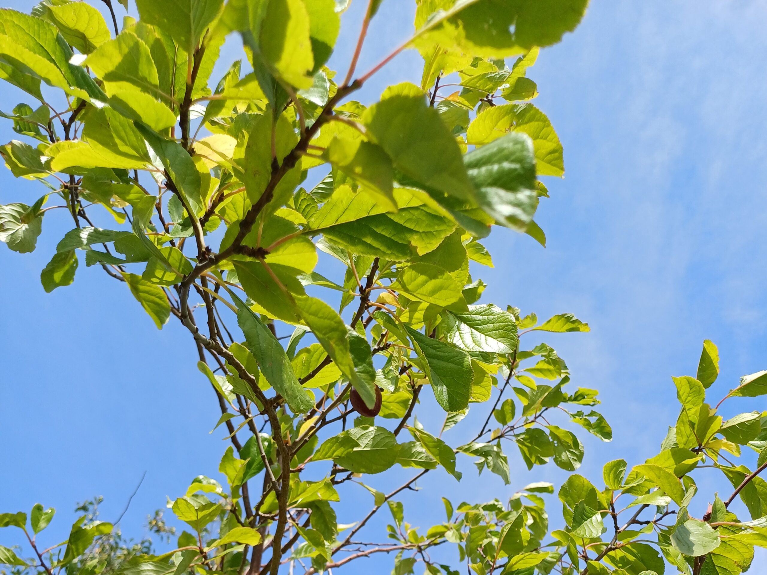 photograph of green leaves from a plum tree with blue sky in the background