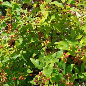 Photograph close up on green bush with red berries