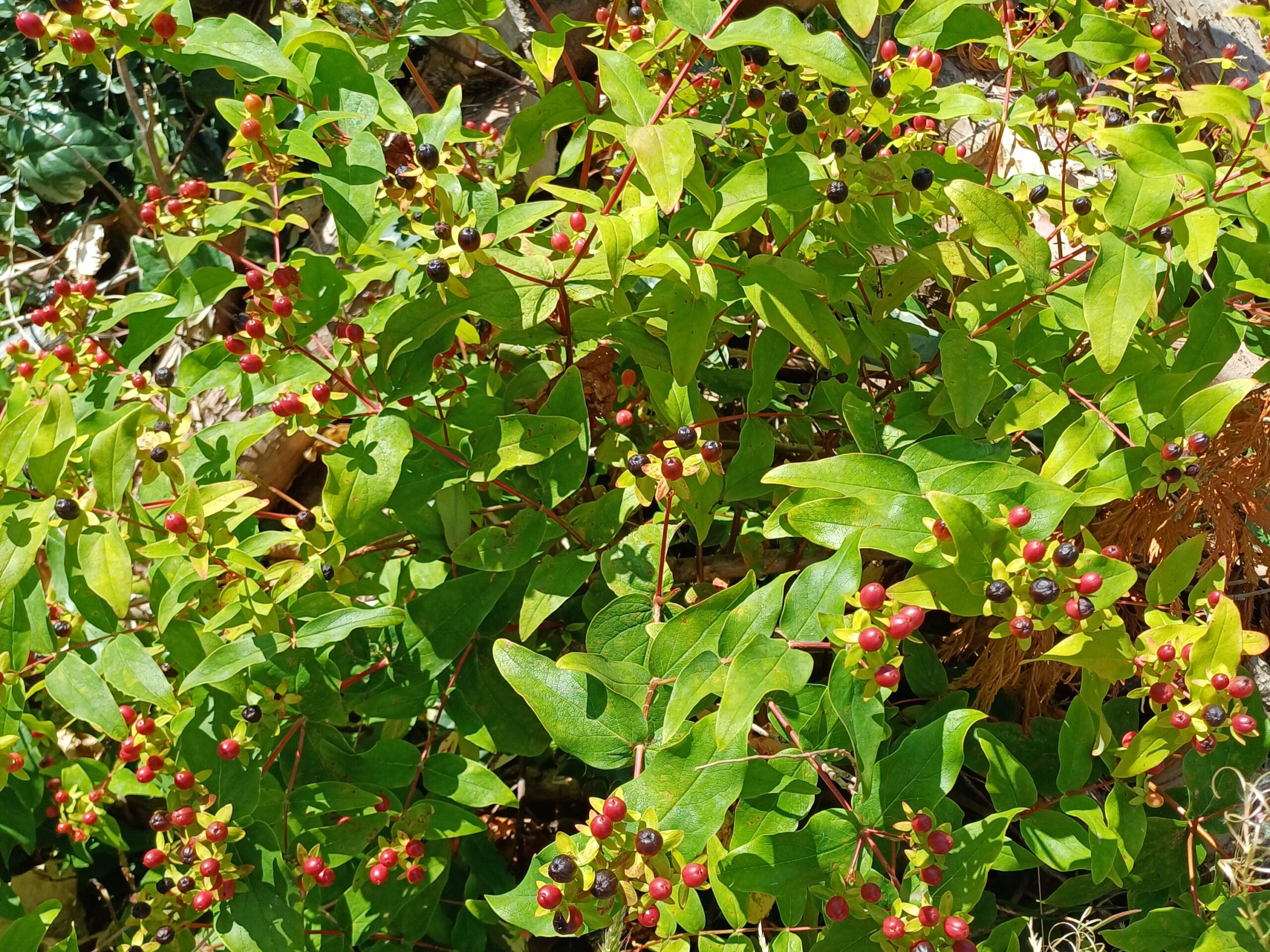 Photograph close up on green bush with red berries